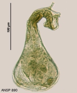 Habrotrocha ampulla