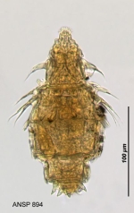 Macrotrachela zickendrahti