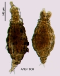 Rotaria tardigrada
