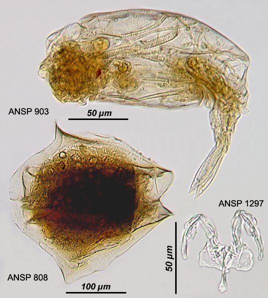 Euchlanis alata