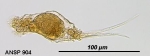 Monommata astia