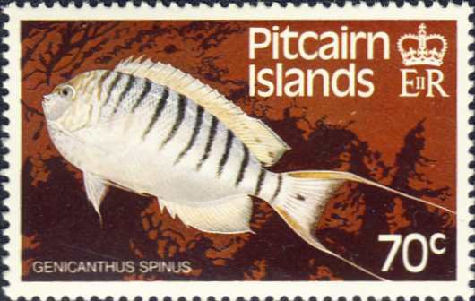 Genicanthus spinus Genicanthus spinus
