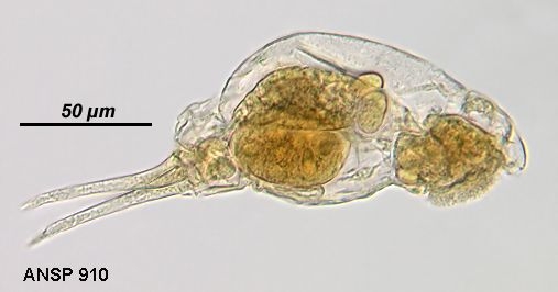 Encentrum uncinatum Encentrum uncinatum
