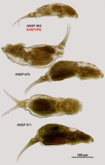 Dicranophorus saevus