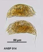 Trichocerca rousseleti