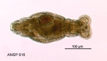 Mniobia scarlatina