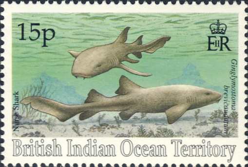 Ginglymostoma brevicaudatum Ginglymostoma brevicaudatum
