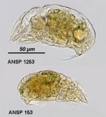 Trichocerca bidens