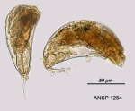 Trichocerca obtusidens