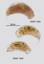 Trichocerca obtusidens