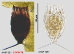 Lecane pertica