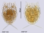 Lecane signifera ploenensis