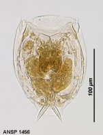 Lecane pycina