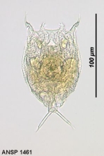 Lecane satyrus