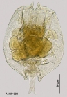Brachionus angularis