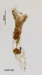 Collotheca mutabilis