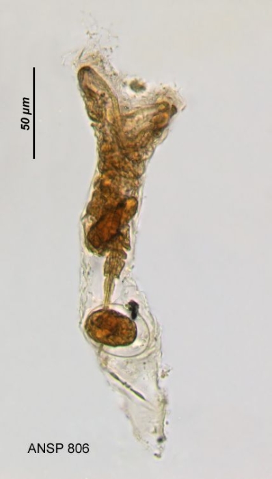 Collotheca mutabilis Collotheca mutabilis
