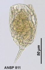 Lecane haliclysta