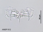 Lacinularoides coloniensis