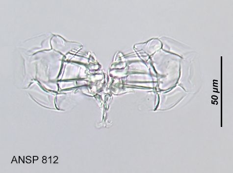 Lacinularoides coloniensis Lacinularoides coloniensis