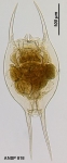 Brachionus diversicornis
