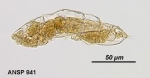 Pedipartia gracilis