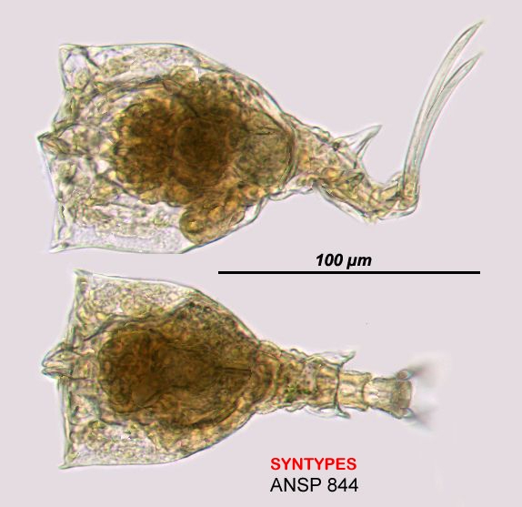 Trichotria longipedis Trichotria longipedis