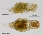 Cephalodella mira