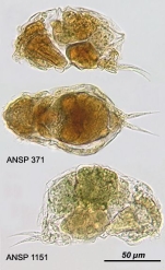 Cephalodella physalis