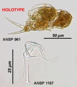 Cephalodella sabulosa