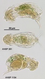 Cephalodella ventripes