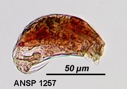 Trichocerca relicta
