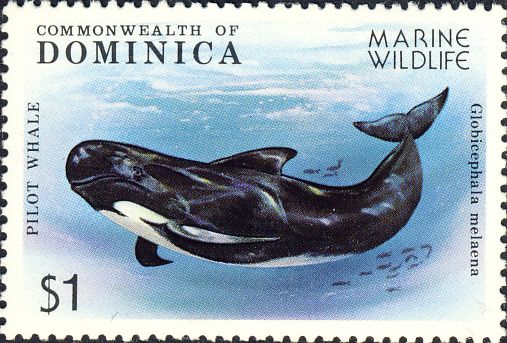 Globicephala melaena Globicephala melaena
