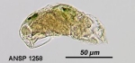 Trichocerca cavia