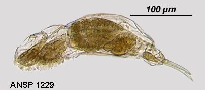 Dicranophorus mesotis