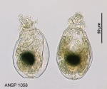 Ascomorpha saltans