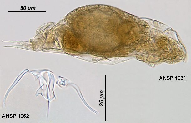 Aspelta beltista
