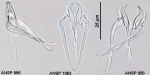 Aspelta angusta