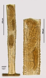 Limnias melicerta