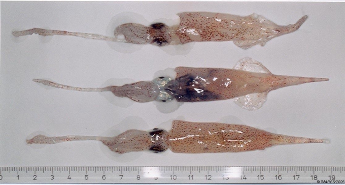Alloteuthis subulata (Lamarck, 1798) Alloteuthis subulata (Lamarck, 1798)