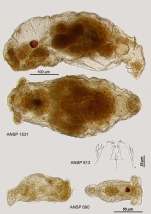 Lindia fulva