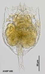 Brachionus bennini