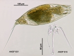 Trichocerca platessa
