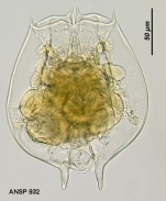 Brachionus caudatus f. apsteini
