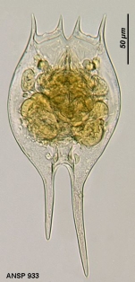 Brachionus havanaensis