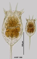Keratella cochlearis var. recurvispina