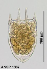 Keratella tecta