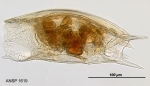 Mytilina ventralis