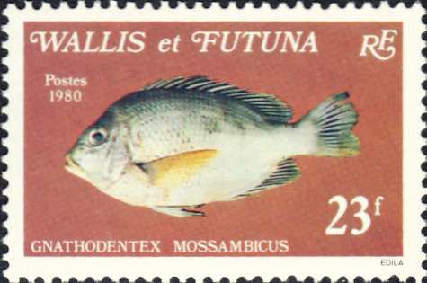 Gnathodentex mossambicus Gnathodentex mossambicus