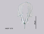 Asplanchna priodonta var. helvetica